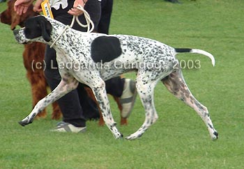 4th Post Graduate Dog
